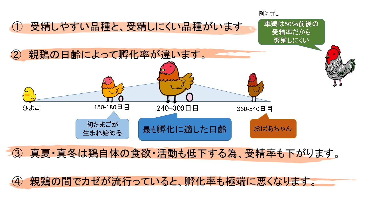 未洗卵 有精卵をご希望の方へ 平飼い地鶏専門店 五頭山麓ひよころ鶏園